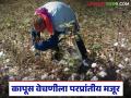 कापूस वेचणीला मध्य प्रदेशहून आणली लेबर; वेचणीसाठी प्रतिकिलो कसा दिला जातोय दर? - Marathi News | Labor brought from Madhya Pradesh for cotton picking; How is the rate per kg being paid for picking? | Latest agriculture News at Lokmat.com