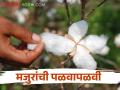 Kapus Vechani : कापूस आलाय वेचणीला पण मजूर काय मिळेना - Marathi News | Kapus Vechani : Cotton has come to pick but no labour are not available | Latest agriculture News at Lokmat.com