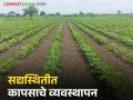 Cotton Farming : कपाशीतील मावा किडीच्या नियंत्रणासाठी काय करावे, जाणून घ्या सविस्तर  - Marathi News | Latest News Cotton farming Know in detail what to do to control cotton aphids | Latest agriculture News at Lokmat.com
