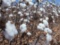 कापसाचे दर वाढणार; तज्ज्ञांनी व्यक्त केली चिंता - Marathi News | Cotton prices to go up; Experts have expressed concern | Latest akola News at Lokmat.com