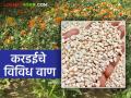 Kardai Lagvad : करडई पिकाची लागवड करताय? कोणते वाण निवडाल? - Marathi News | Kardai Lagvad : Cultivation of Safflower crop? Which variety will you choose? | Latest agriculture News at Lokmat.com