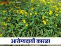 जादा पावसात तग धरणारे हे तेलबिया पीक घ्या आणि मिळवा अधिकचा नफा - Marathi News | Grow this oilseed crop that survives heavy rains and get more profit | Latest agriculture News at Lokmat.com