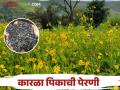 Karala Lagavd : कारळा पिकाची सुधारित वाणाने कशी कराल पेरणी? - Marathi News | Karala Lagavd : How to sow niger karala crop with improved variety? | Latest agriculture News at Lokmat.com
