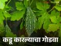 चवीला कडू असलेले कारले आरोग्यासाठी कसं गोड वाचा सविस्तर - Marathi News | Bitter taste of bitter gourd How sweet is for the health read in detail | Latest agriculture News at Lokmat.com