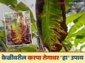 Karapa Disease On Banana : केळीवर करपा रोगाचा अटॅक; या करा उपाययोजना वाचा सविस्तर - Marathi News | Karapa Disease On Banana: Attack of Karapa disease on banana; Read the measures in detail | Latest agriculture News at Lokmat.com