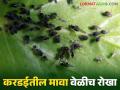 Safflower Aphid : करडई पिकातील मावा किडीच्या नियंत्रणासाठी उपाययोजना - Marathi News | Safflower Aphid : Measures for control of aphid pest in safflower crop | Latest agriculture News at Lokmat.com