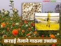 कोलेस्ट्रॉल कमी करणाऱ्या करडई तेलाच्या दराने गाठला उच्चांक; वाचा कसा मिळतोय दर? - Marathi News | The price of safflower oil, which lowers cholesterol, has reached an all-time high; Read how the price is being obtained? | Latest agriculture News at Lokmat.com