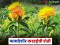 Safflower Farming : फायद्याची करडईची शेती करा, तेलाला वर्षभर मागणी अन् भावही, वाचा सविस्तर  - Marathi News | Latest News Kardai sheti Profitable safflower farming, demand and price of oil throughout the year, read in detail | Latest agriculture News at Lokmat.com