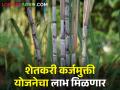 कोल्हापूर जिल्ह्यातील उसाच्या शेतकऱ्यांना खुशखबर; शेतकरी कर्जमुक्ती योजनेचा लाभ मिळणार - Marathi News | Good news for sugarcane farmers in Kolhapur district; Farmers will now get the benefit of loan waiver scheme | Latest agriculture News at Lokmat.com