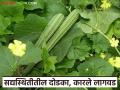 Dodaka, Karle Lagvad : कमी खर्चात कमी कालावधीत चांगल उत्पादन देणारी दोडका, कारले शेती, वाचा सविस्तर  - Marathi News | Latest news Dodaka, Karle Lagvad: Dodaka, Karle farming that gives good production at low cost in short period of time, read in detail | Latest agriculture News at Lokmat.com