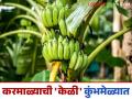 करमाळा तालुक्यातील केळीची विक्री थेट प्रयागराज येथील कुंभमेळ्यात; कसा मिळतोय दर? - Marathi News | Bananas from Karmala taluka are being sold directly at the Kumbh Mela in Prayagraj; How are they getting the best prices? | Latest agriculture News at Lokmat.com