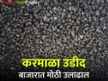 Udid Bajar : महाराष्ट्रातील या बाजार समितीमध्ये उडीद खरेदीतून तब्बल २१ कोटी रुपयांची आर्थिक उलाढाल - Marathi News | Udid Bajar Bhav : In this market committee in Maharashtra, the financial turnover of 21 crore rupees from the purchase of Udid | Latest agriculture News at Lokmat.com