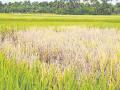 भातशेतीला करपाचा विळखा, नव्या संकटाने शेतकरी हवालदील - Marathi News | Rice tax cuts will get farmers under new crisis | Latest sindhudurga News at Lokmat.com