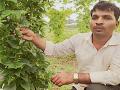 नगरच्या शेतकऱ्याने केली जंगली कर्टुल्याची शेती - Marathi News | The cultivator of the wild Kartulla cultivated the town | Latest ahilyanagar News at Lokmat.com