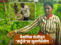Farmer Success Story : रानभाजीची क्रांती: सुमनबाईंच्या 'कर्टुले' लागवडीने दिला शेतकऱ्यांना नवा मार्ग वाचा सविस्तर - Marathi News | latest news Farmer Success Story: Wild Vegetable Revolution: Sumanbai's 'Kartule' cultivation gave farmers a new path Read in detail | Latest agriculture News at Lokmat.com