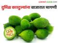 काय सांगताय दुर्मिळ करटुल्यांनी खाल्ला भाव; वाचा काय मिळाले दर सविस्तर  - Marathi News | What are you saying? Read what you got in detail  | Latest agriculture News at Lokmat.com