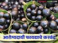 गुणकारी करवंदाचे आरोग्यदायी फायदे व करवंदापासून निर्मित होणारे प्रक्रियायुक्त पदार्थ - Marathi News | Health benefits of Gunkari Karvanda and processed products made from Conkerberry | Latest agriculture News at Lokmat.com