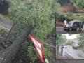 सातारा-कास मार्गावर झाड कोसळले, वाहतूक ठप्प - Marathi News | Tree falls on Satara Kaas road, traffic disrupted | Latest satara News at Lokmat.com