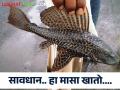 सावधान; कासारी नदीमध्ये सापडला हा विदेशी जातीचा मासा - Marathi News | Beware; This exotic fish was found in Kasari river | Latest agriculture News at Lokmat.com