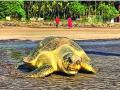 ऑलिव्ह रिडले जातीच्या कासवांचा विणीचा हंगाम लांबला - Marathi News | Olive Ridley turtles have a long breeding season | Latest ratnagiri News at Lokmat.com
