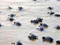 रत्नागिरी जिल्ह्यात ३ ठिकाणी कासवाच्या घरट्यांची मुख्य स्थळे - Marathi News | Main turtle nesting sites in 3 places in Ratnagiri district | Latest ratnagiri News at Lokmat.com