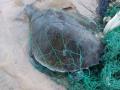माशाच्या जाळ्यात अडकलेल्या कासवाला गणपतीपुळे येथे जीवदान - Marathi News | Surviving a tortoise caught in a fishing net | Latest ratnagiri News at Lokmat.com