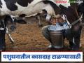 Dairy Disease : जनावरांचे दूध देणं बंद झालंय वा कमी झालंय? हा आजार टाळण्यासाठी अशी घ्या काळजी  - Marathi News | Latest News Precautions to be taken to prevent gallstone disease in livestock see details | Latest agriculture News at Lokmat.com