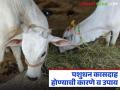 कासेला सूज येणे, कास गरम लागणे, दुध कमी होणे ही लक्षणे दिसल्यास त्वरित हे उपाय करा - Marathi News | Latest News Pashudhan Kasdah Causes and remedies for mastitis in livestock | Latest agriculture News at Lokmat.com