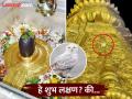 Kashi Vishwanath Temple Owl: काशी विश्वनाथ मंदिरावर दिसले पांढरे घुबड; हे भारतासाठी नक्की कसले संकेत? - Marathi News | Kashi Vishwanath Temple Owl: White owl seen at Kashi Vishwanath Temple; What exactly is this sign for India? | Latest bhakti Photos at Lokmat.com