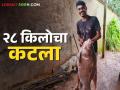 चंदगड तालुक्यात शेतकऱ्याला सापडला तब्बल २८ किलोचा कटला प्रजातीचा मासा - Marathi News | A farmer found a 28 kg Katla variety fish in Chandgad taluka | Latest agriculture News at Lokmat.com