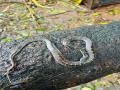 कल्याणात आढळला दुर्मिळ कवड्या सर्प - Marathi News | Rare Kavadaya snake found in Kalyan | Latest kalyan-dombivli News at Lokmat.com