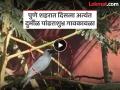 Video: पुण्यात निसर्गाचा चमत्कार....! दुर्मीळ पांढराशुभ्र गावकावळा ठरतोय आकर्षणाचे केंद्र - Marathi News | pune newsvideo a miracle of nature in Pune The rare white village crow is becoming a center of attraction | Latest pune News at Lokmat.com