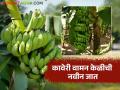 कमी उंचीची, दीड महिना लवकर येणारी, कावेरी वामन केळीची नवीन जात, काय आहेत वैशिष्ट्ये  - Marathi News | Latest News keli van Variety of Kaveri waman banana developed by Barc see details | Latest agriculture News at Lokmat.com