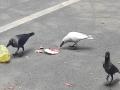 काय सांगता! पुणे शहर परिसरात आढळला चक्क पांढरा कावळा... - Marathi News | What do you say! A very white crow was found in Pune city area... | Latest pune News at Lokmat.com