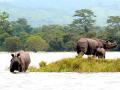 ‘काझीरंगा’त पाणी शिरले; २३ प्राण्यांचा मृत्यू - Marathi News | Water came in 'Kaziranga'; 23 animal deaths | Latest national News at Lokmat.com