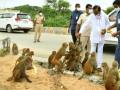 केसीआर यांनी यादागिरीगुट्टाच्या माकडांना खाऊ घातली केळी! - Marathi News | KCR feeds Yadagiri Gutta monkeys with bananas! | Latest national News at Lokmat.com