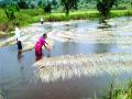 पावसाने भातपीक गेले वाया - Marathi News | Rain wastes in rice paddy | Latest vasai-virar News at Lokmat.com