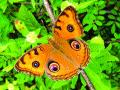 मुग्धपंखी, कुचलपाद नावांनी ओळखली जाणार फुलपाखरे - Marathi News | Butterflies known by the name Kuchalpad | Latest mumbai News at Lokmat.com