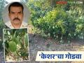 दुष्काळी जत भागात या शेतकऱ्याने केशर आंबा पिकातून केली क्रांती; वाचा सविस्तर - Marathi News | This farmer revolutionized the drought-prone Jat region by cultivating keshar mangoes; Read in detail | Latest agriculture News at Lokmat.com
