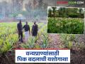 वन्य प्राण्यांमुळे होणाऱ्या पिकाच्या नुकसानीवर शोधला 'ह्या' नवीन फुल पिकाचा पर्याय; वाचा सविस्तर - Marathi News | This new flower crop alternative to crop damage caused by wild animals has been discovered; Read in detail | Latest agriculture News at Lokmat.com