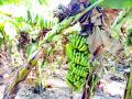 भूगर्भातील पाण्याअभावी सोडावी लागणार हातातील केळी - Marathi News | Banana from the ground will have to be left to the ground due to the lack of water | Latest jalgaon News at Lokmat.com