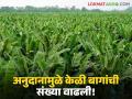 Agriculture News : वर्ध्यात 400 एकरवर केळीच्या बागा, अनुदानामुळे बागांची संख्या वाढली! - Marathi News | Latest News Agriculture News Banana farming on 400 acres in Wardha, after mrgs subsidy | Latest agriculture News at Lokmat.com