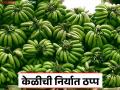 Banana Market : दिल्ली-काश्मीरला केळी निर्यात ठप्प; शेतकऱ्यांना मोबदला मिळतोय अर्धाच वाचा सविस्तर - Marathi News | latest news Banana Market : Banana exports to Delhi-Kashmir halted; Farmers are getting only half the compensation Read in detail | Latest agriculture News at Lokmat.com