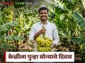 केळीला पुन्हा सोन्याचे दिवस; दरात झपाट्याने वाढ, वाचा प्रतिक्विंटल काय मिळतोय दर? - Marathi News | Bananas are back in golden days; prices have increased rapidly, read what is the price per quintal? | Latest agriculture News at Lokmat.com