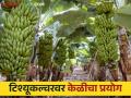 Banana Farming : टिश्यूकल्चरवरील लागवड, शेणखताचा वापर, भडगावच्या शेतकऱ्याच्या केळीची इराणला निर्यात  - Marathi News | Latest News Banana Farming Cultivation on tissue culture, use of cow dung, export of banana from farmer Rajendra Patil's farm to Iran | Latest agriculture News at Lokmat.com