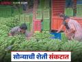 Keli Market : केळीचा भाव ऑक्टोबर महिन्यात प्रति टन 28 ते 32 हजाराने घसरला, वाचा सविस्तर  - Marathi News | Latest News Keli Market Banana prices fell by 28 thousand to 32 thousand per tonne in October, read in detail | Latest agriculture News at Lokmat.com