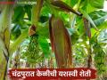 Banana Farming : जळगावची केळी चंद्रपुरात बहरली, सहा मित्रांचा पहिल्यांदाच यशस्वी प्रयोग  - Marathi News | Latest News Banana Farming Jalgaon's banana blossomed in Chandrapur, the first successful experiment of six friends  | Latest agriculture News at Lokmat.com
