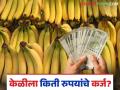 Jalgaon District Bank : यंदा केळीला सव्वा लाखांचे कर्ज, कापूस अन् ऊसाला किती? वाचा सविस्तर  - Marathi News | Latest News Crop loan 1.25 lakhs for banana, how much for cotton and sugarcane Read in detail | Latest agriculture News at Lokmat.com