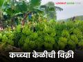 Agriculture News : अवकाळीने झोडपले, कष्टातून बाग फुलवली, आता थेट बांधावरून केळीची विक्री  - Marathi News | Latest News agriculture News Buying raw bananas by going to farmers' farms | Latest agriculture News at Lokmat.com