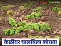 Banana Market : भाव घसरणीमुळे केळी उत्पादकांचे आर्थिक गणित बिघडले - Marathi News | latest news Banana Market: Falling prices have worsened the financial calculations of banana producers | Latest agriculture News at Lokmat.com